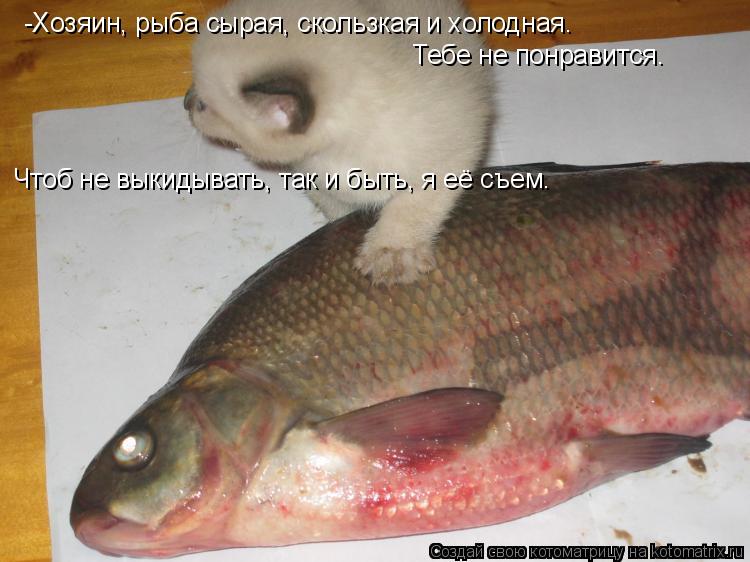 -Хозяин, рыба сырая, скользкая и холодная. Тебе не понравится. Чтоб не выкидывать, так и быть, я её ... Котоматрица: -Хозяин, рыба сырая, скользкая и холодная. Тебе не понравится. Чтоб не выкидывать, так и быть, я её съем.