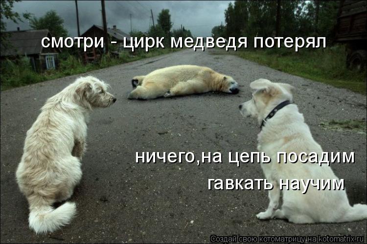 смотри - цирк медведя потерял ничего,на цепь посадим гавкать научим... Котоматрица: смотри - цирк медведя потерял ничего,на цепь посадим гавкать научим