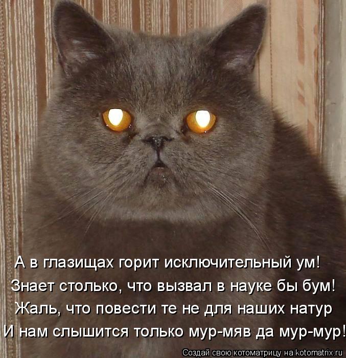 А в глазищах горит исключительный ум! Знает столько, что вызвал в науке бы бум! Жаль, что повести те ... Котоматрица: А в глазищах горит исключительный ум! Знает столько, что вызвал в науке бы бум! Жаль, что повести те не для наших натур И нам слышится только