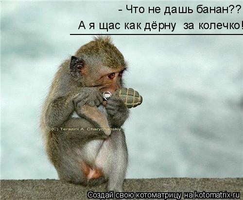 - Что не дашь банан?? А я щас как дёрну за колечко! ___________________________... Котоматрица: - Что не дашь банан?? А я щас как дёрну за колечко! ___________________________