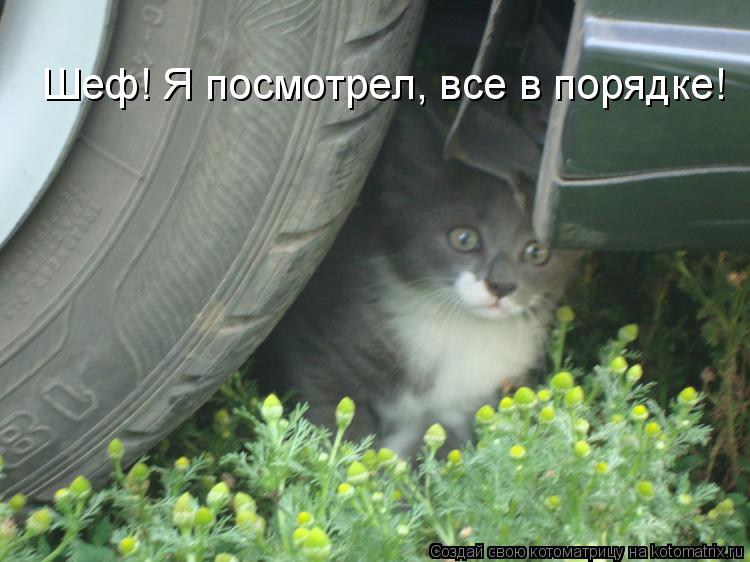 Шеф! Я посмотрел, все в порядке!... Котоматрица: Шеф! Я посмотрел, все в порядке!
