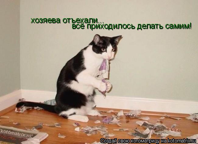 хозяева отъехали... всё приходилось делать самим!... Котоматрица: хозяева отъехали... всё приходилось делать самим!