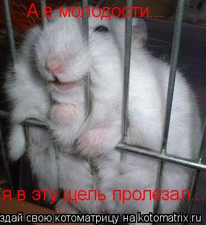 А в молодости... я в эту щель пролезал...... Котоматрица: А в молодости... я в эту щель пролезал...