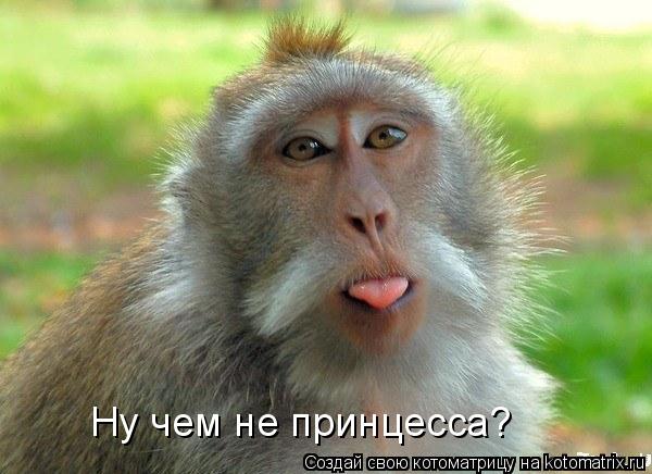 Ну чем не принцесса?... Котоматрица: Ну чем не принцесса?