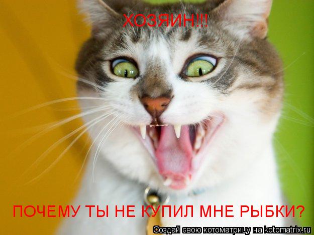 ХОЗЯИН!!! ПОЧЕМУ ТЫ НЕ КУПИЛ МНЕ РЫБКИ?... Котоматрица: ХОЗЯИН!!! ПОЧЕМУ ТЫ НЕ КУПИЛ МНЕ РЫБКИ?