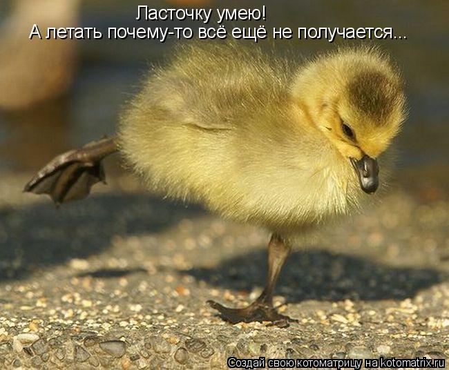 А летать почему-то всё ещё не получается... Ласточку умею!... Котоматрица: А летать почему-то всё ещё не получается... Ласточку умею!