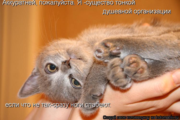 Аккуратней, пожалуйста. Я -существо тонкой душевной организации если что не так-сразу ноги слабеют.... Котоматрица: Аккуратней, пожалуйста. Я -существо тонкой душевной организации если что не так-сразу ноги слабеют.