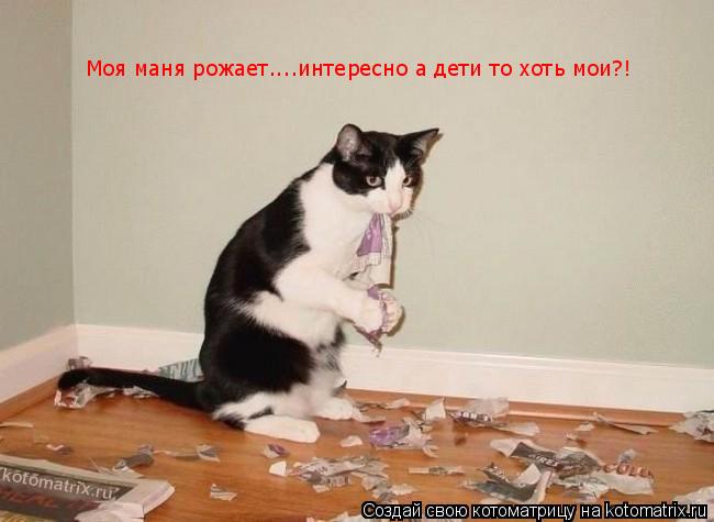 Моя маня рожает....интересно а дети то хоть мои?!... Котоматрица: Моя маня рожает....интересно а дети то хоть мои?!