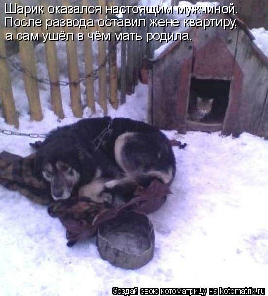 Шарик оказался настоящим мужчиной. После развода оставил жене квартиру, а сам ушёл в чём мать родил... Котоматрица: Шарик оказался настоящим мужчиной. После развода оставил жене квартиру, а сам ушёл в чём мать родила.
