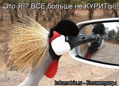 Это Я!? ВСЕ больше не КУРИТЬ!!!... Котоматрица: Это Я!? ВСЕ больше не КУРИТЬ!!!