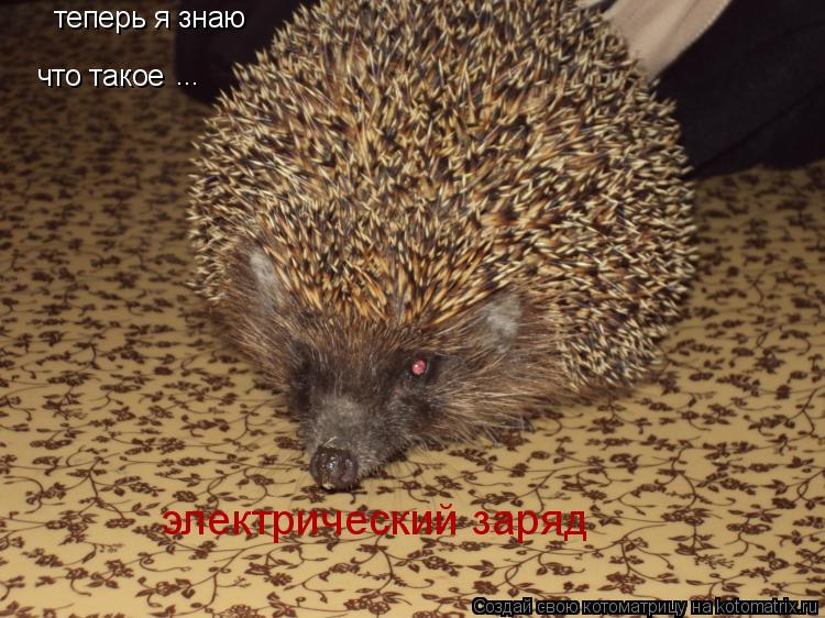 теперь я знаю что такое ... электрический заряд... Котоматрица: теперь я знаю что такое ... электрический заряд