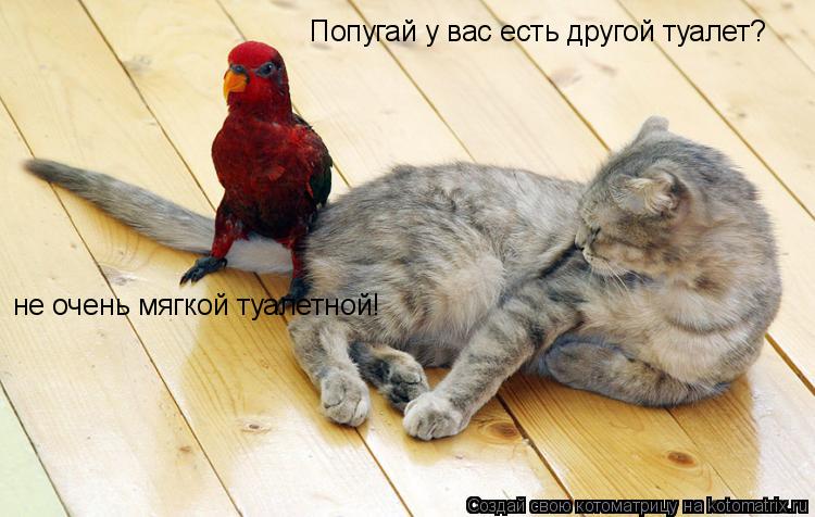 Попугай у вас есть другой туалет? не очень мягкой туалетной!... Котоматрица: Попугай у вас есть другой туалет? не очень мягкой туалетной!