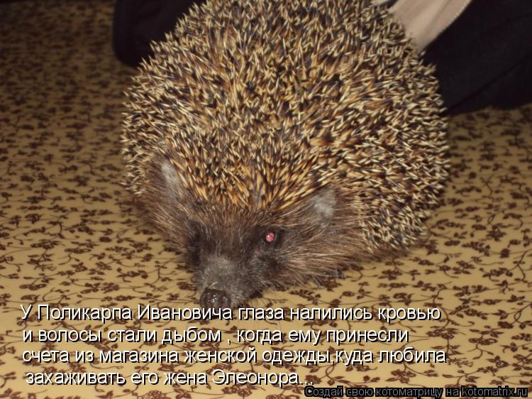 Котоматрица: У Поликарпа Ивановича глаза налились кровью и волосы стали дыбом , когда ему принесли счета из магазина женской одежды,куда любила захажив