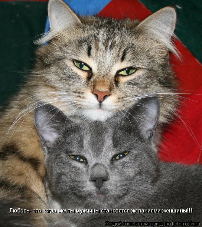 Любовь- это когда мечты мужчины становятся желаниями женщины!!!... Котоматрица: Любовь- это когда мечты мужчины становятся желаниями женщины!!!