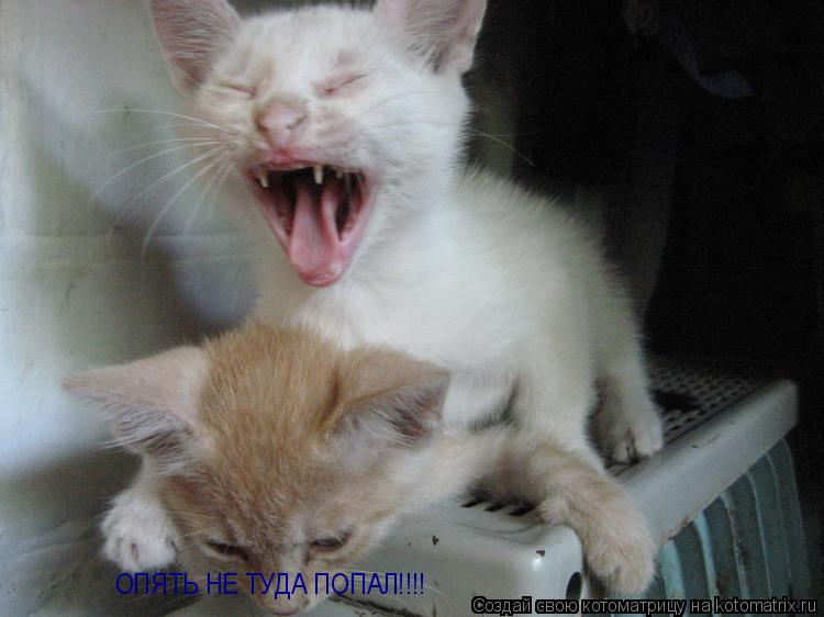 ОПЯТЬ НЕ ТУДА ПОПАЛ!!!!... Котоматрица: ОПЯТЬ НЕ ТУДА ПОПАЛ!!!!