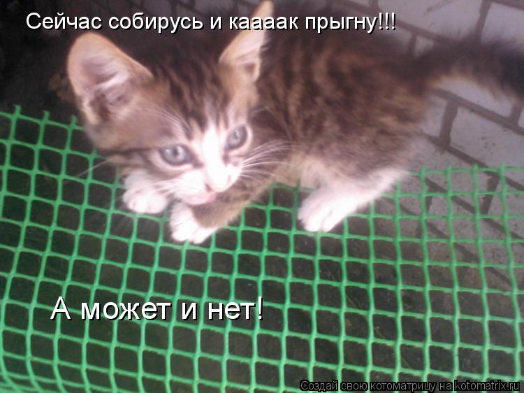 Сейчас собирусь и каааак прыгну!!! А может и нет!... Котоматрица: Сейчас собирусь и каааак прыгну!!! А может и нет!