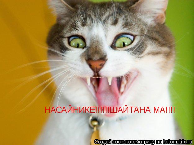 НАСАЙНИКЕ!!!!!!ШАЙТАНА МА!!!!... Котоматрица: НАСАЙНИКЕ!!!!!!ШАЙТАНА МА!!!!
