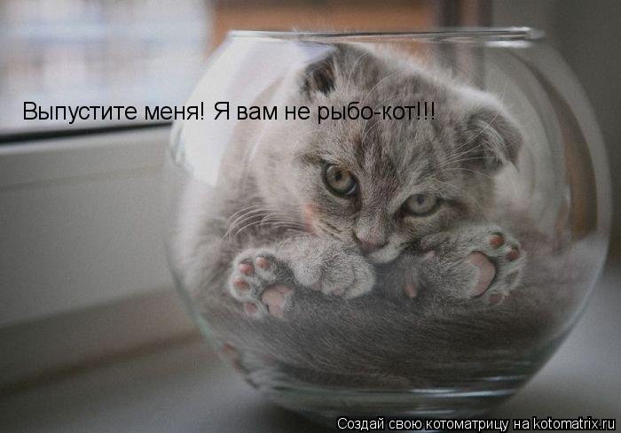 Выпустите меня! Я вам не рыбо-кот!!!... Котоматрица: Выпустите меня! Я вам не рыбо-кот!!!