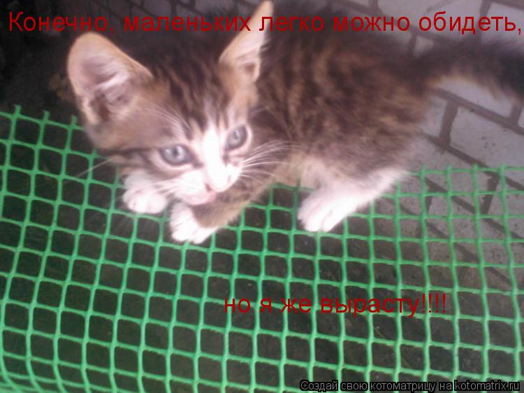 Конечно, маленьких легко можно обидеть, но я же вырасту!!!!... Котоматрица: Конечно, маленьких легко можно обидеть, но я же вырасту!!!!