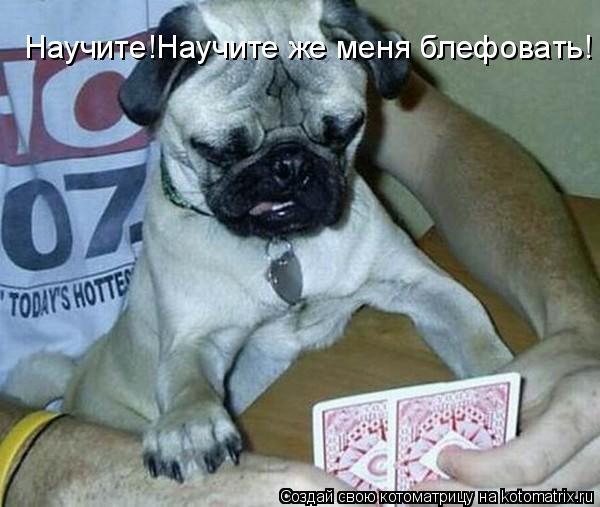 Научите!Научите же меня блефовать!... Котоматрица: Научите!Научите же меня блефовать!