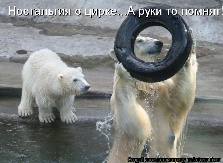 Ностальгия о цирке...А руки то помнят!!!... Котоматрица: Ностальгия о цирке...А руки то помнят!!!