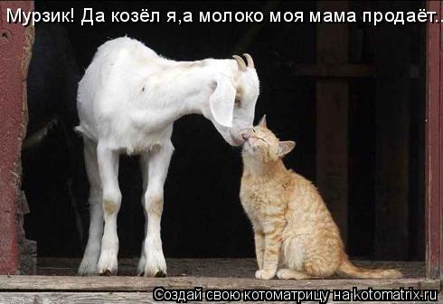 Мурзик! Да козёл я,а молоко моя мама продаёт...... Котоматрица: Мурзик! Да козёл я,а молоко моя мама продаёт...