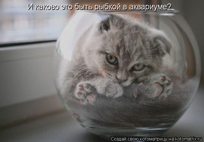 И каково это быть рыбкой в аквариуме?... Котоматрица: И каково это быть рыбкой в аквариуме?