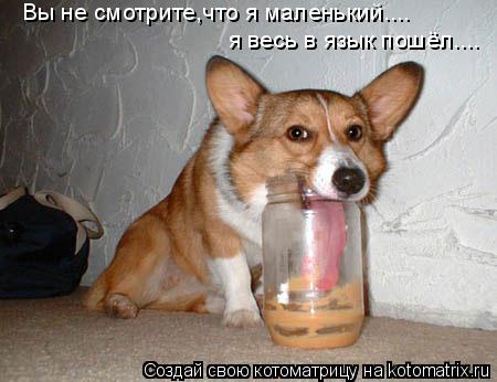 Вы не смотрите,что я маленький.... я весь в язык пошёл....... Котоматрица: Вы не смотрите,что я маленький.... я весь в язык пошёл....