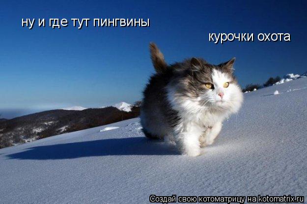 ну и где тут пингвины курочки охота... Котоматрица: ну и где тут пингвины курочки охота