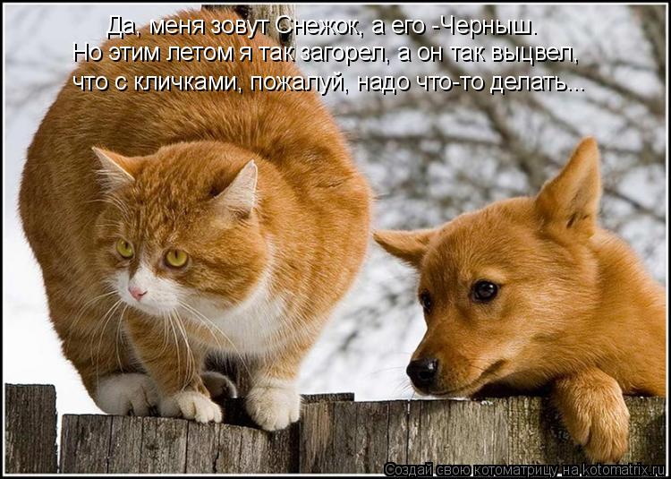 Но этим летом я так загорел, а он так выцвел, Да, меня зовут Снежок, а его -Черныш. что с кличками, п... Котоматрица: Но этим летом я так загорел, а он так выцвел, Да, меня зовут Снежок, а его -Черныш. что с кличками, пожалуй, надо что-то делать...