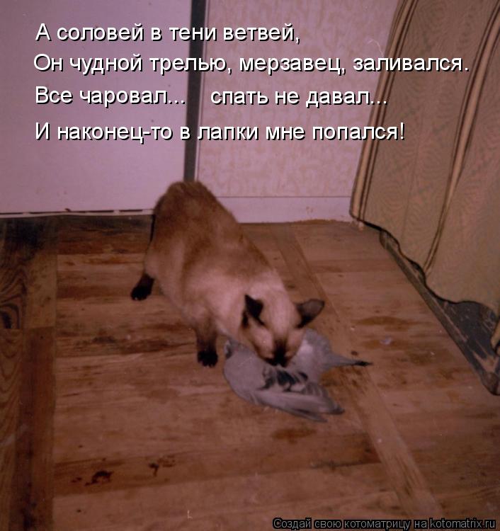 А соловей в тени ветвей, Он чудной трелью, мерзавец, заливался. Все чаровал... спать не давал... И на... Котоматрица: А соловей в тени ветвей, Он чудной трелью, мерзавец, заливался. Все чаровал... спать не давал... И наконец-то в лапки мне попался!