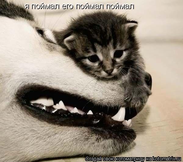 я поймал его поймал поймал... Котоматрица: я поймал его поймал поймал