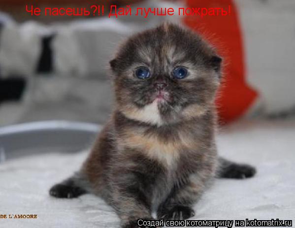Че пасешь?!! Дай лучше пожрать!... Котоматрица: Че пасешь?!! Дай лучше пожрать!