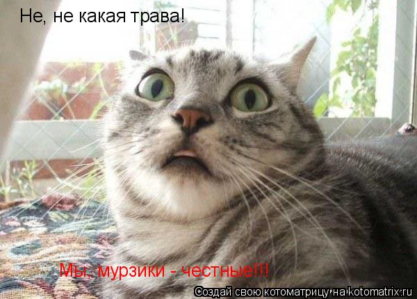 Не, не какая трава! Мы, мурзики - честные!!!... Котоматрица: Не, не какая трава! Мы, мурзики - честные!!!
