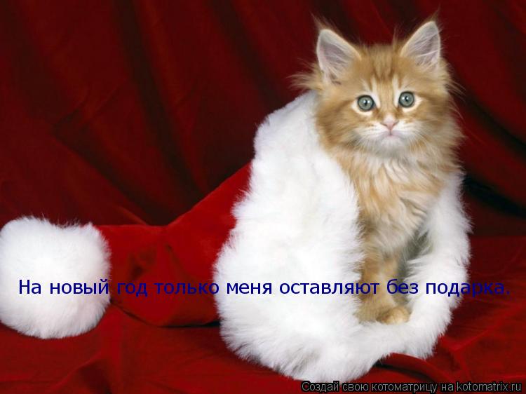 На новый год только меня оставляют без подарка.... Котоматрица: На новый год только меня оставляют без подарка.