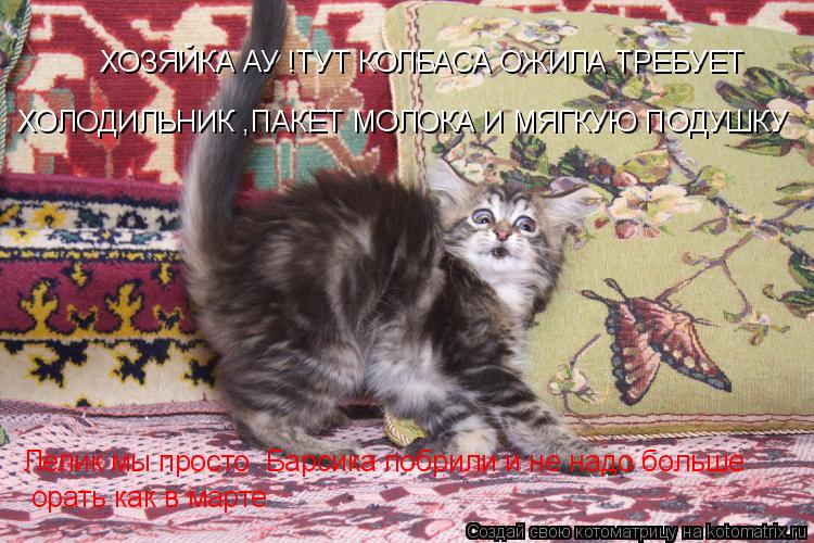 Котоматрица: ХОЗЯЙКА АУ !ТУТ КОЛБАСА ОЖИЛА ТРЕБУЕТ ХОЛОДИЛЬНИК ,ПАКЕТ МОЛОКА И МЯГКУЮ ПОДУШКУ  Лелик мы просто  Барсика побрили и не надо больше  орать ка