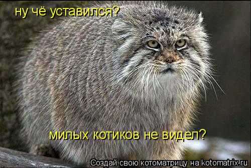 Котоматрица: ну чё уставился? милых котиков не видел?