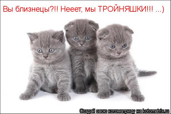 Котоматрица: Вы близнецы?!! Нееет, мы ТРОЙНЯШКИ!!! ...)