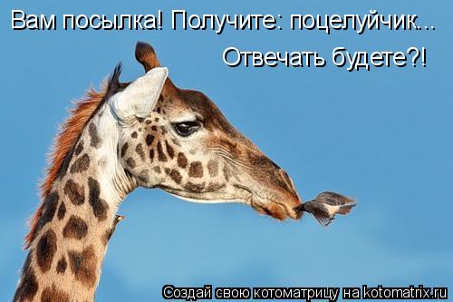 Котоматрица: Вам посылка! Получите: поцелуйчик... Отвечать будете?!