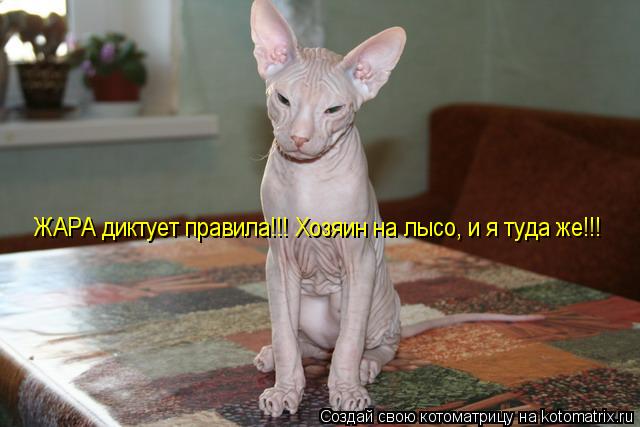 Котоматрица: ЖАРА диктует правила!!! Хозяин на лысо, и я туда же!!!