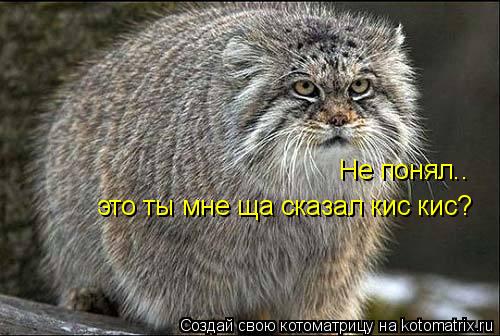 Не понял.. это ты мне ща сказал кис кис?... Котоматрица: Не понял.. это ты мне ща сказал кис кис?