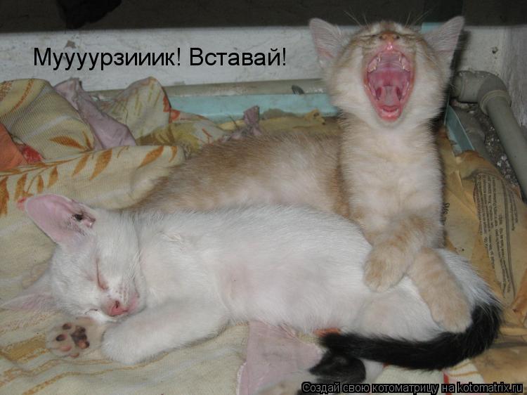 Муууурзииик! Вставай!... Котоматрица: Муууурзииик! Вставай!