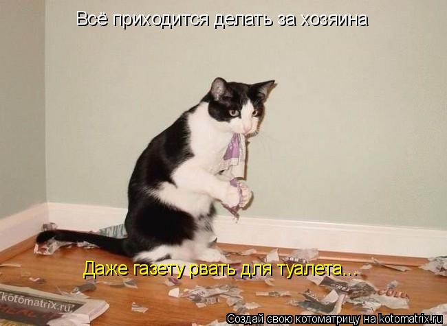 Котоматрица: Всё приходится делать за хозяина Даже газету рвать для туалета...