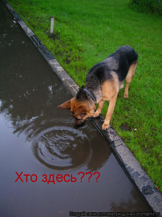 Хто здесь???... Котоматрица: Хто здесь???