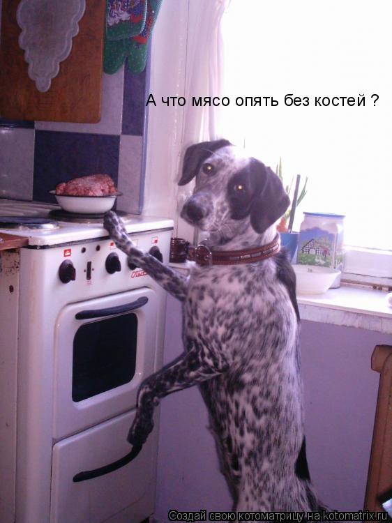 Котоматрица: А что мясо опять без костей ?