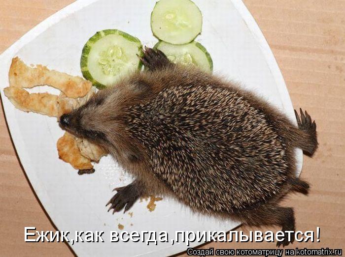 Ежик,как всегда,прикалывается!... Котоматрица: Ежик,как всегда,прикалывается!