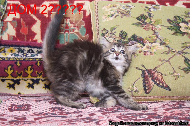 ДОМ 2?????... Котоматрица: ДОМ 2?????