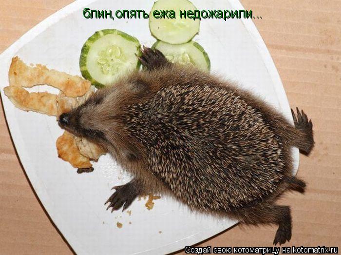 блин,опять ежа недожарили...... Котоматрица: блин,опять ежа недожарили...