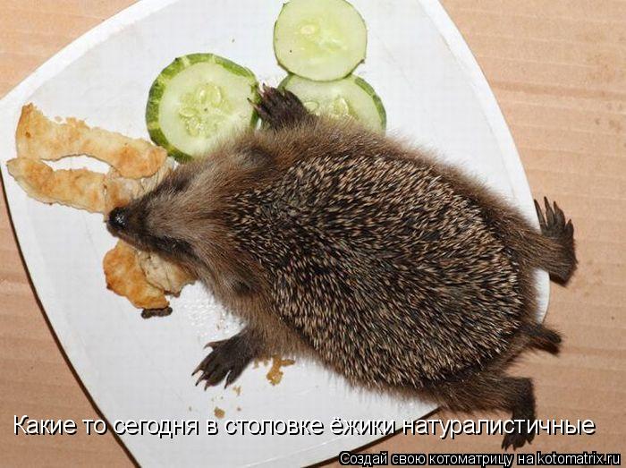 Какие то сегодня в столовке ёжики натуралистичные... Котоматрица: Какие то сегодня в столовке ёжики натуралистичные