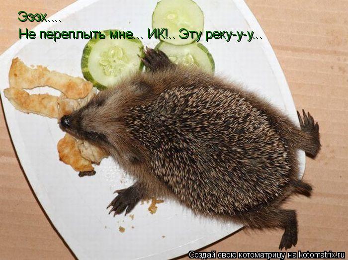 Эээх.... Не переплыть мне... ИК!.. Эту реку-у-у...... Котоматрица: Эээх.... Не переплыть мне... ИК!.. Эту реку-у-у...